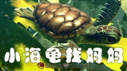 聯(lián)合創(chuàng)意—3D影片小海龜找媽媽
